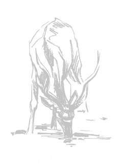 Dessing Kudu